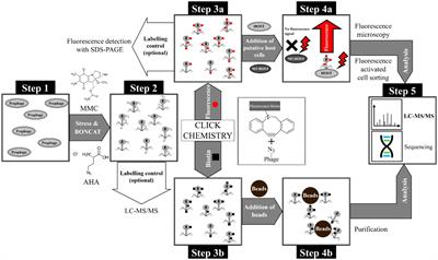 Detection, isolation and characterization of phage-host complexes using BONCAT and click chemistry